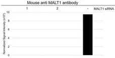 Anti MALT1 Antibody, clone 50 (PrecisionAb Monoclonal Antibody) gallery image 5