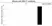 Anti MALT1 Antibody, clone 50 (PrecisionAb Monoclonal Antibody) thumbnail image 5