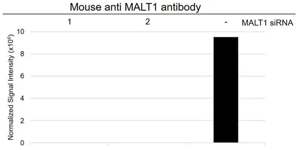 Anti MALT1 Antibody, clone 50 (PrecisionAb Monoclonal Antibody) gallery image 5