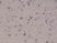 Anti MAP1LC3B Antibody, clone RM293 thumbnail image 1