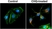 Anti MAP1LC3B Antibody, clone RM293 thumbnail image 2