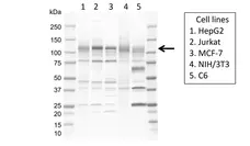 Anti Human MAP3K14 Antibody, clone EF02-1H3 gallery image 1