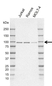 Anti Human MAP4K1 Antibody, clone C01/4C3 (PrecisionAb Monoclonal Antibody) thumbnail image 1
