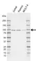 Anti Human MAP4K1 Antibody, clone C01/4C3 (PrecisionAb Monoclonal Antibody) thumbnail image 1