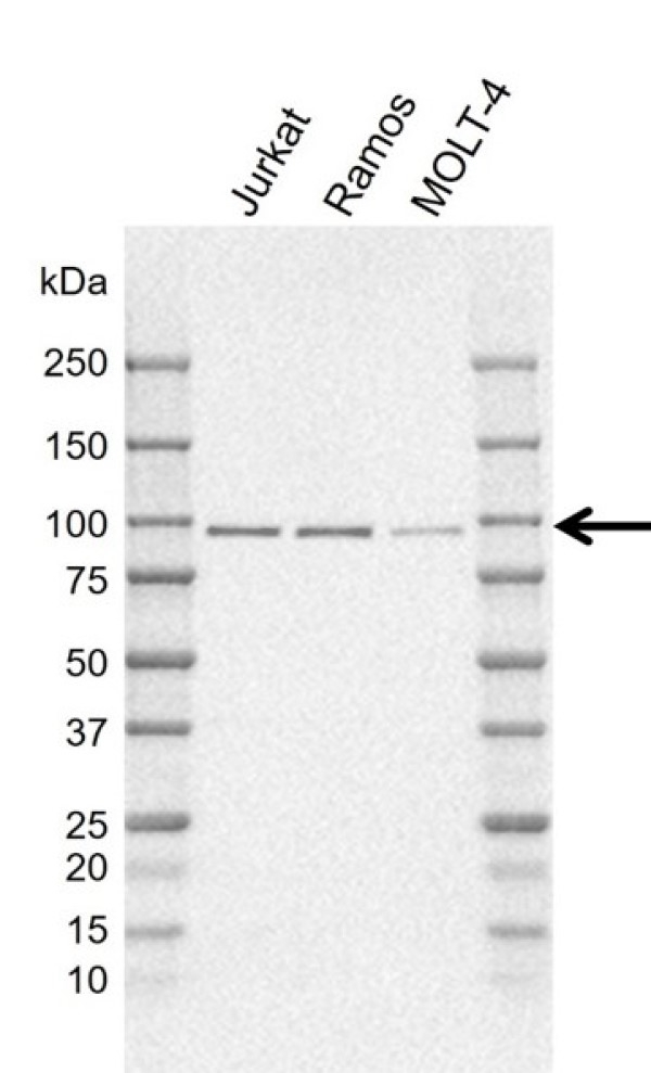 Anti Human MAP4K1 Antibody, clone C01/4C3 (PrecisionAb Monoclonal Antibody) gallery image 1