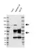 Anti Human MAP4K1 Antibody, clone C01/4C3 (PrecisionAb Monoclonal Antibody) thumbnail image 2