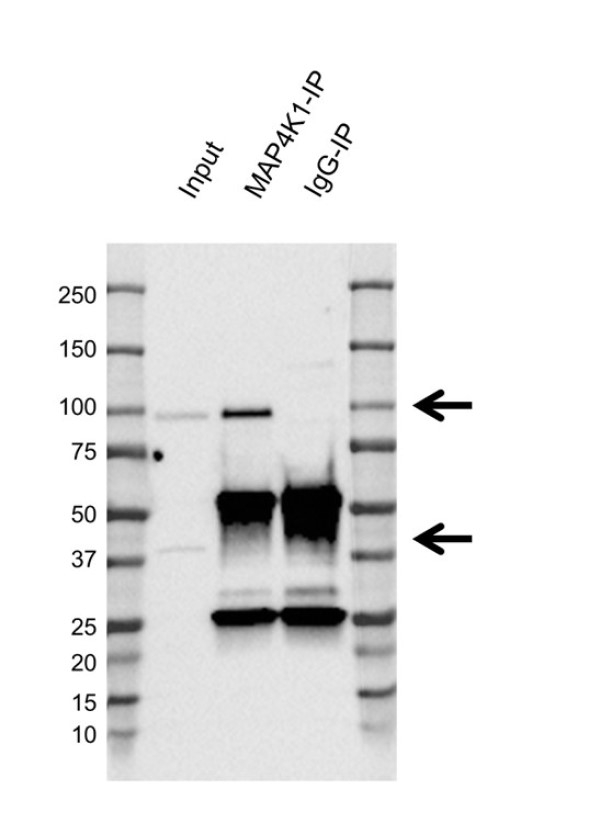 Anti Human MAP4K1 Antibody, clone C01/4C3 (PrecisionAb Monoclonal Antibody) gallery image 2