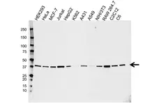 Anti MAPK14 Antibody, clone CPTC24 (PrecisionAb Monoclonal Antibody) gallery image 1