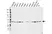 Anti MAPK14 Antibody, clone CPTC24 (PrecisionAb Monoclonal Antibody) thumbnail image 1