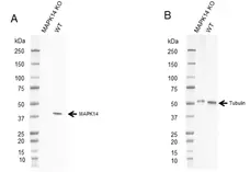 Anti MAPK14 Antibody, clone CPTC24 (PrecisionAb Monoclonal Antibody) gallery image 2