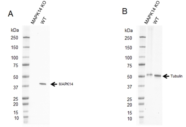 Anti MAPK14 Antibody, clone CPTC24 (PrecisionAb Monoclonal Antibody) gallery image 2