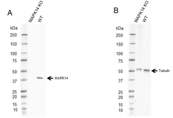 Anti MAPK14 Antibody, clone CPTC24 (PrecisionAb Monoclonal Antibody) gallery image 2