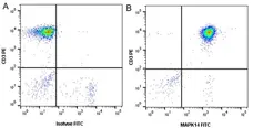 Anti MAPK14 Antibody, clone CPTC24 (PrecisionAb Monoclonal Antibody) gallery image 4