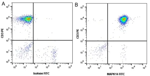 Anti MAPK14 Antibody, clone CPTC24 (PrecisionAb Monoclonal Antibody) gallery image 4