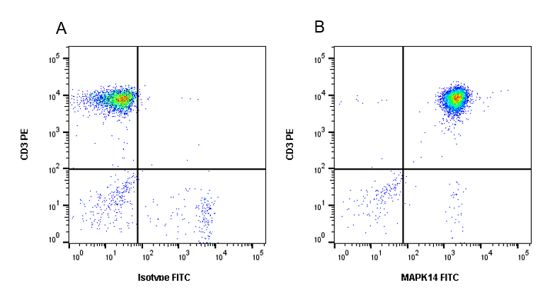 Anti MAPK14 Antibody, clone CPTC24 (PrecisionAb Monoclonal Antibody) gallery image 4