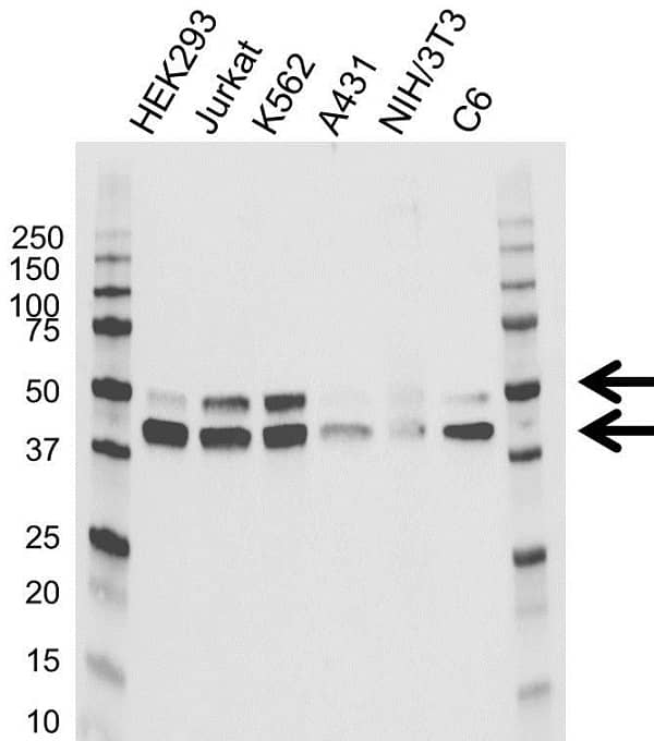 Anti MAPK8 / JNK1 Antibody, clone GH05/4G10 (PrecisionAb Monoclonal Antibody) gallery image 1