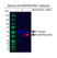 Anti MAPK8 / JNK1 Antibody, clone GH05/4G10 (PrecisionAb Monoclonal Antibody) thumbnail image 2