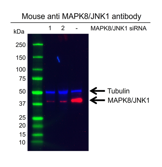 Anti MAPK8 / JNK1 Antibody, clone GH05/4G10 (PrecisionAb Monoclonal Antibody) gallery image 2