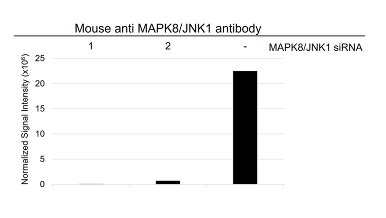 Anti MAPK8 / JNK1 Antibody, clone GH05/4G10 (PrecisionAb Monoclonal Antibody) gallery image 3