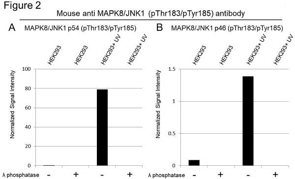 Anti MAPK8/JNK1 (pThr183/pTyr185) Antibody, clone D04/7G6 (PrecisionAb Monoclonal Antibody) gallery image 2
