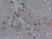 Anti Human Mast Cell Tryptase Antibody, clone AA1 thumbnail image 1