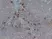 Anti Human Mast Cell Tryptase Antibody, clone AA1 thumbnail image 1