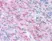 Anti Human MBP (aa84-89) Antibody, clone 22 thumbnail image 1