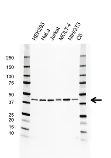 Anti Mcl-1 Antibody, clone GH04/3A1 (PrecisionAb Monoclonal Antibody) gallery image 1