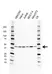 Anti Mcl-1 Antibody, clone GH04/3A1 (PrecisionAb Monoclonal Antibody) thumbnail image 1