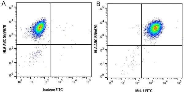 Anti Mcl-1 Antibody, clone GH04/3A1 (PrecisionAb Monoclonal Antibody) gallery image 2