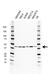 Anti Mcl-1 Antibody (PrecisionAb Monoclonal Antibody) thumbnail image 1
