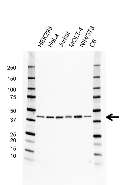 Anti Mcl-1 Antibody (PrecisionAb Monoclonal Antibody) gallery image 1