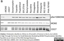 Anti Human MCM2 Antibody, clone CRCT2.1 gallery image 1