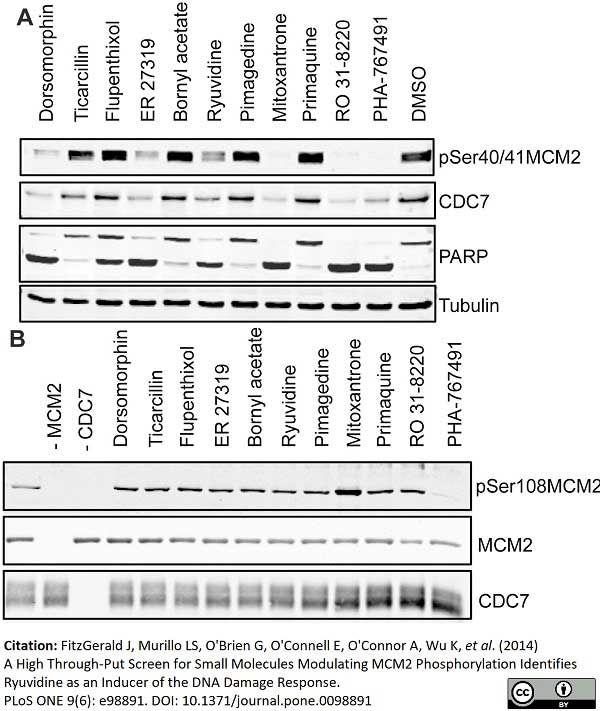 Anti Human MCM2 Antibody, clone CRCT2.1 gallery image 1