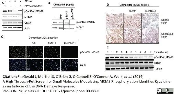 Anti Human MCM2 Antibody, clone CRCT2.1 gallery image 2