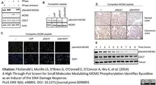 Anti Human MCM2 Antibody, clone CRCT2.1 gallery image 3