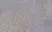 Anti Human MCM2 Antibody, clone CRCT2.1 thumbnail image 4