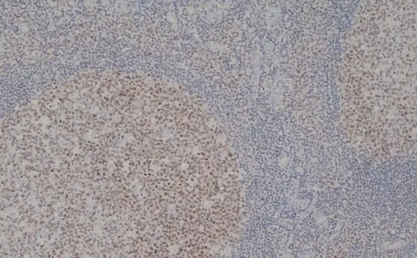 Anti Human MCM2 Antibody, clone CRCT2.1 gallery image 4