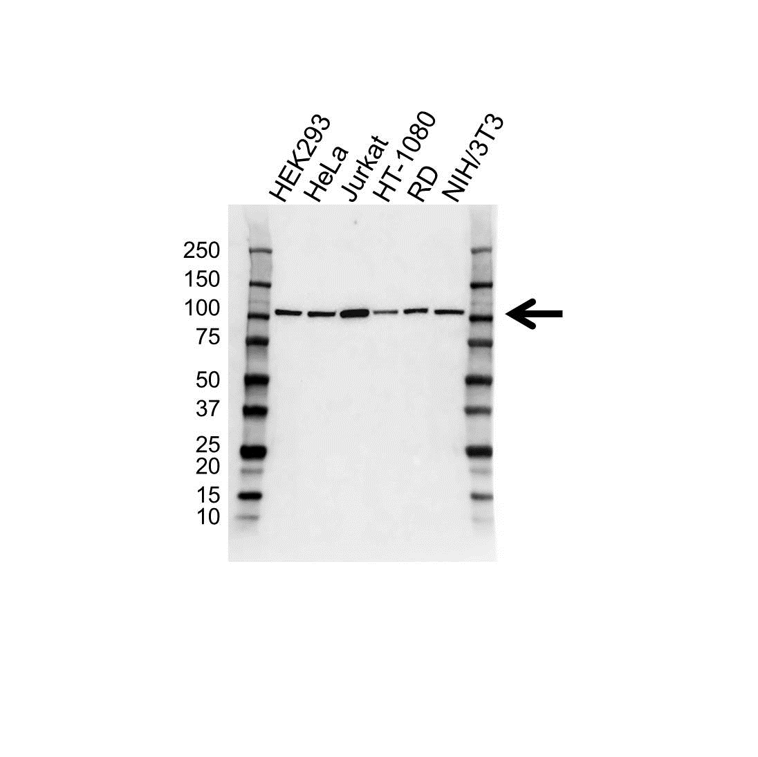 Anti MCM3 Antibody, clone 1593CT377.41.73 (PrecisionAb Monoclonal Antibody) gallery image 1