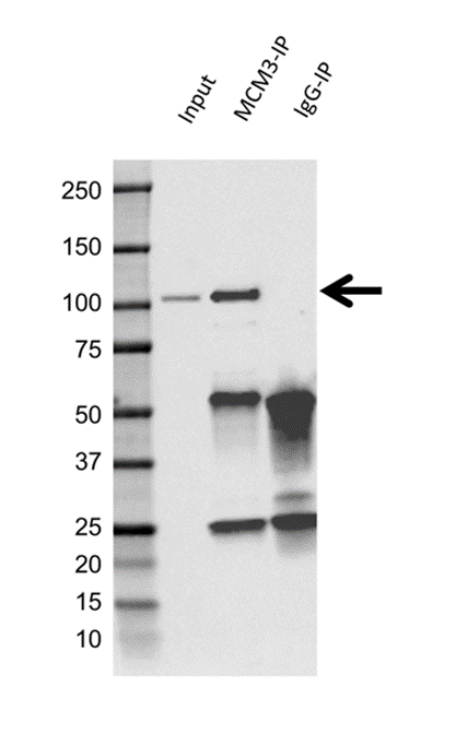Anti MCM3 Antibody, clone 1593CT377.41.73 (PrecisionAb Monoclonal Antibody) gallery image 2