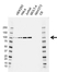 Anti MCM4 Antibody, clone AB03/1F7 (PrecisionAb Monoclonal Antibody) thumbnail image 1