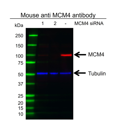 Anti MCM4 Antibody, clone AB03/1F7 (PrecisionAb Monoclonal Antibody) gallery image 2