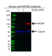 Anti MCM4 Antibody, clone AB03/1F7 (PrecisionAb Monoclonal Antibody) thumbnail image 2