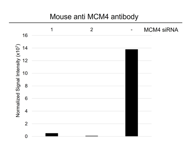 Anti MCM4 Antibody, clone AB03/1F7 (PrecisionAb Monoclonal Antibody) gallery image 3