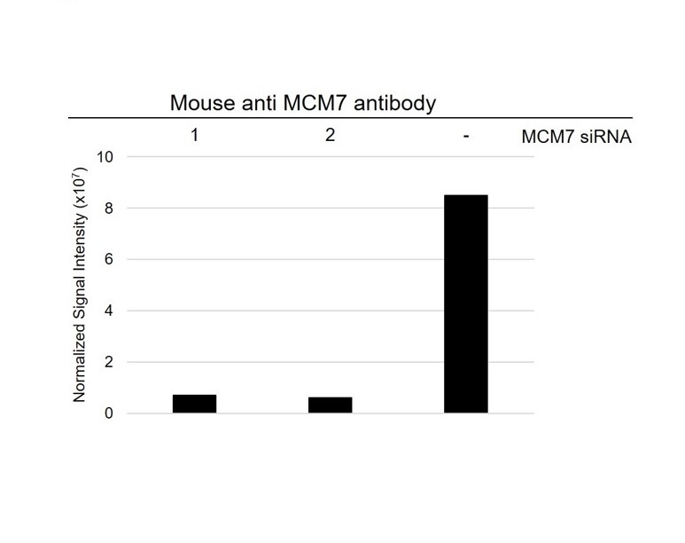 Anti MCM7 Antibody, clone AB04/3F1 (PrecisionAb Monoclonal Antibody) gallery image 3