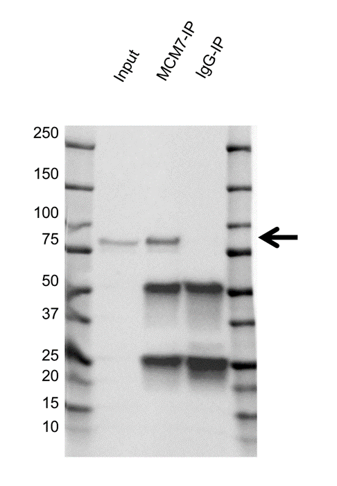 Anti MCM7 Antibody, clone AB04/3F1 (PrecisionAb Monoclonal Antibody) gallery image 4