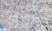 Anti Human MCP-1 Antibody, clone 2.2-4H5-1A11 thumbnail image 1