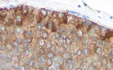 Anti Human MCP-1 Antibody, clone 2.2-4H5-1A11 gallery image 2