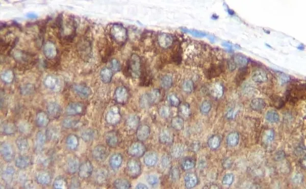 Anti Human MCP-1 Antibody, clone 2.2-4H5-1A11 gallery image 2