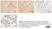 Anti Human MCP-1 Antibody, clone 2.2-4H5-1A11 thumbnail image 4
